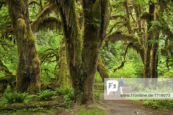 Washington  Olympic National Park  Hoh Rainforest  Hall Of Mosses Trail  People Along Trail Admire The Giant Moss-Covered Bigleaf Maple Trees.