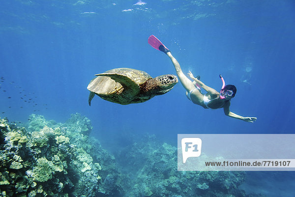 Hawaii  Maui  Green Sea Turtle (Chelonia Mydas) Honu And Free Diver.