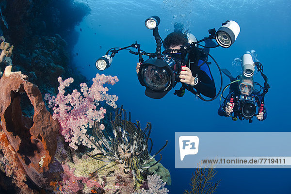 Indonesia  Bali  Divers Photographing A Crinoid And Soft Coral