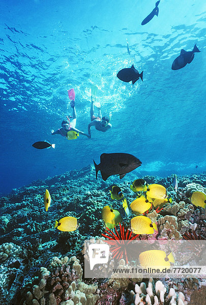 Hawaii  Maui  Molokini  Couple Snorkeling Over Reef With Tropical Fish.