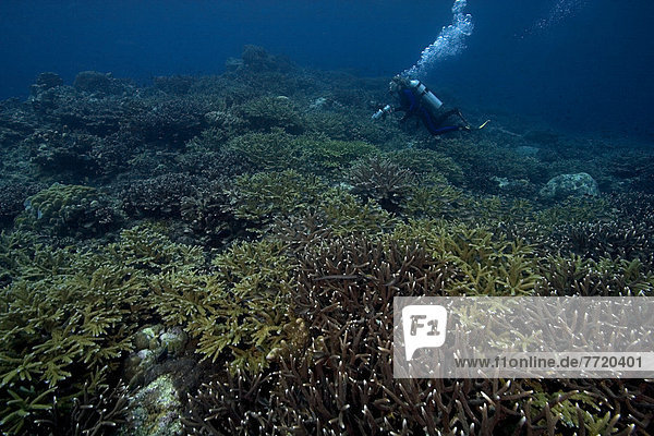 über  Meerlandschaft  Überfluss  schwimmen  Bandasee  Fahrgestell  Indonesien