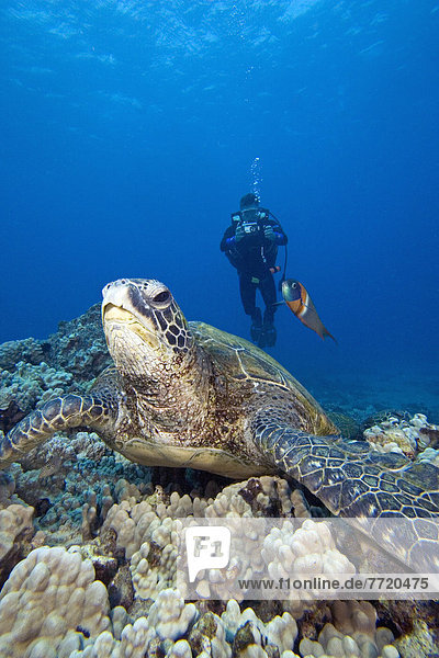 Wasserschildkröte Schildkröte grün fotografieren Reitsattel Sattel Naturvolk Hawaii Lippfisch