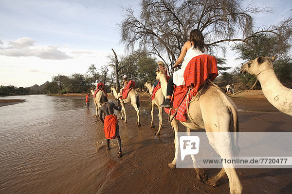 Fluss  Safari  vorwärts  Kamel