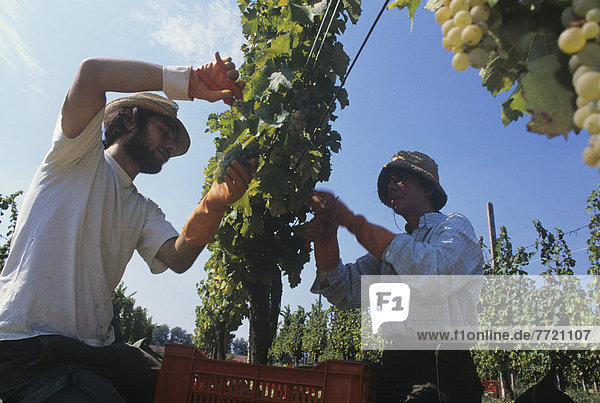 Grape Picking And Wine Making  Azienda Agricola La Tosa  Vigolzone  Piacenza