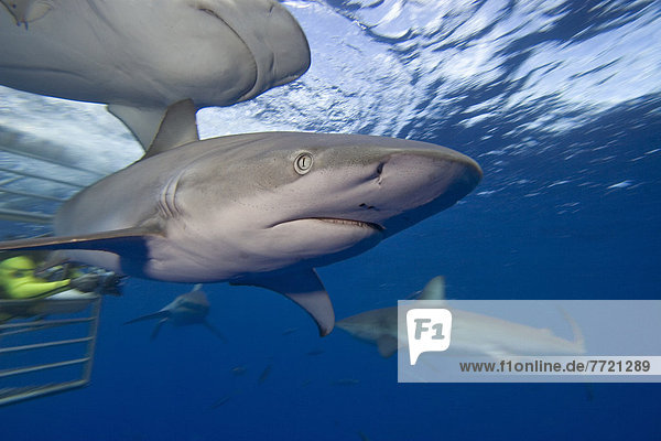Hawaii  Galapagos Sharks (Carcharhinus Galapagensis) Swim Near Diver Cage.