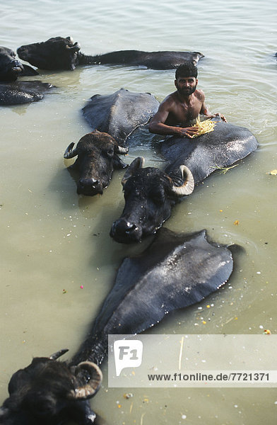 Wasser  baden  Fluss  Heiligkeit  Büffel  Ganges