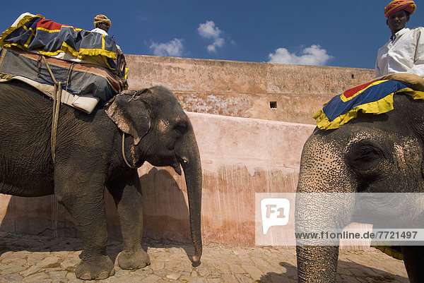 Elephants Going Up And Down Path  Amber Fort Near Jaipur  Rajasthan  India
