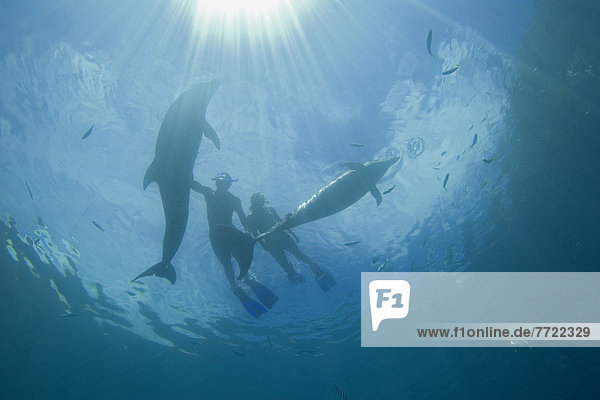 Micronesia  Palau  Couple Snorkelling With Bottlenose Dolphin (Tursiops Truncatus)