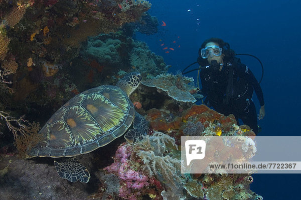 Wasserschildkröte Schildkröte grün Indonesien