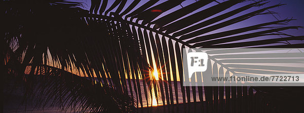 Silhouette Of Palm Tree Fronds