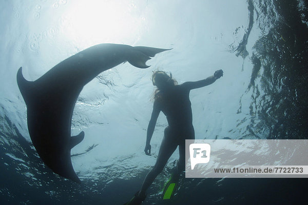 Delphin  Delphinus delphis  hoch  oben  benutzen  Frau  schwimmen  Dalbe  Palau
