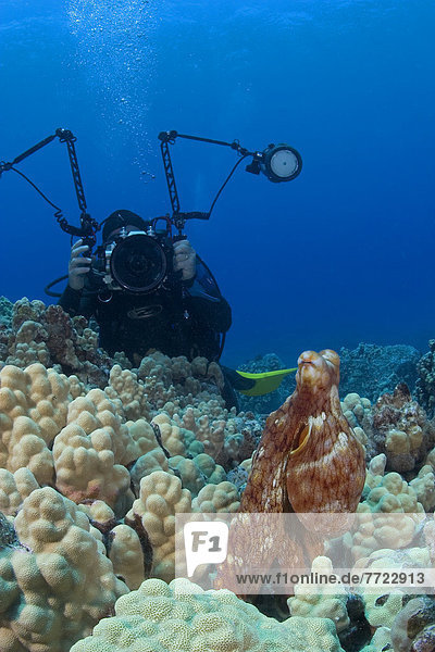 Tag  Unterwasseraufnahme  Fotograf  Tintenfisch  Hawaii