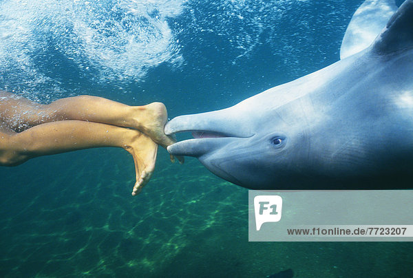 Hawaii  Bottlenose Dolphin (Tursiops Truncatus) Swimming Upside-Down With Person  Only Feet Showing  Underwater View.