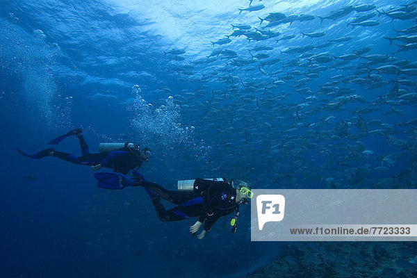 Micronesia  Palau  Scuba Divers With Schooling Bigeye Jacks (Caranx Sexfasciatus)