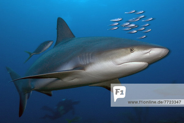 Caribbean  Bahamas  Caribbean Reef Shark (Carcharhinus Perezi)