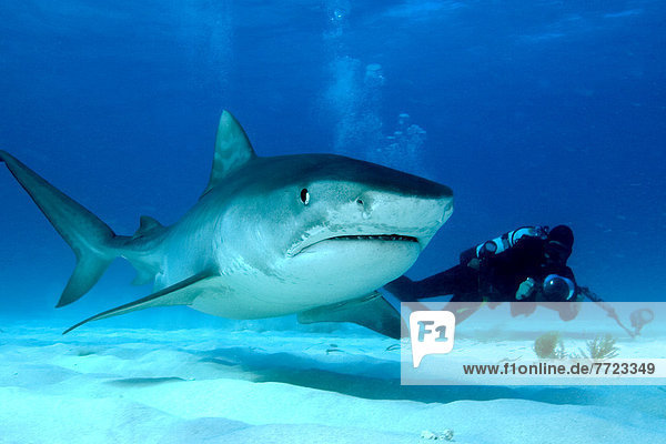 Caribbean  Bahamas  Little Bahama Bank  14 Foot Tiger Shark [Galeocerdo Cuvier] And Diver