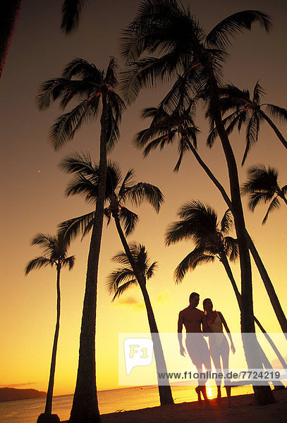 Palme  Sonnenuntergang  Silhouette  Romantik