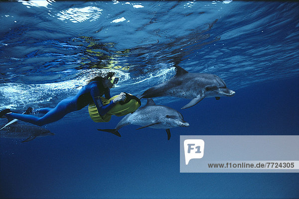 Bodenhöhe Paar Paare Delphin Delphinus delphis Kickboard Punkt schnorcheln Hawaii Schnorchler