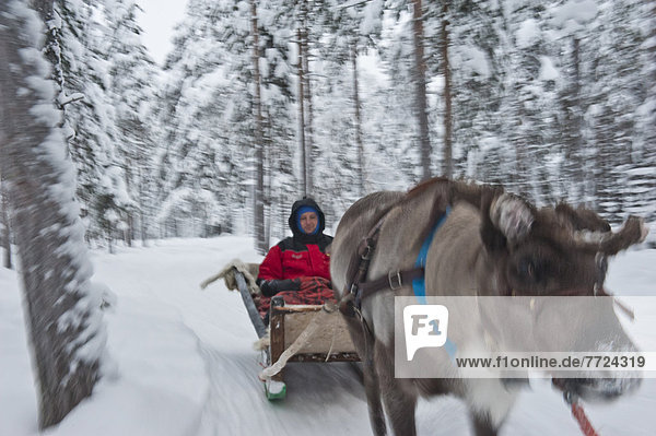 Rentier  Rentiere  Rangifer tarandus  fahren  Mensch  Bauernhof  Hof  Höfe  Schlitten  Finnland  Lappland  mitfahren