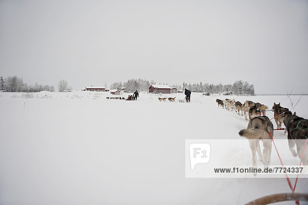 Husky Sled Tour At The Polar Speed Husky Farm  Levi  Lapland  Finland