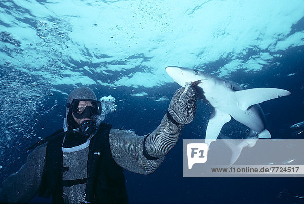 Schutz  füttern  Hai