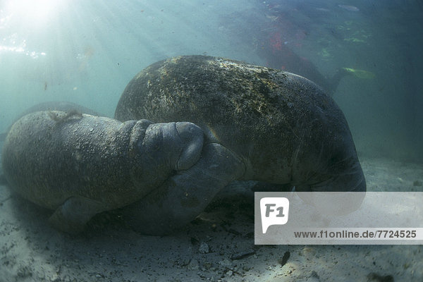 Seekuh  Unterwasseraufnahme  Westindische Inseln  Baby  Florida