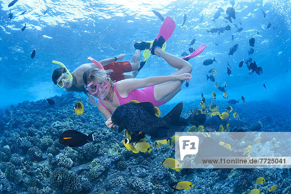 Hawaii  Maui  Molokini  Couple Snorkeling Over Shallow Reef With Tropical Fish C1336