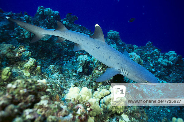 Hawaii  Whitetip Reef Shark (Triaenodon Obesus) And Reef Fish C2046