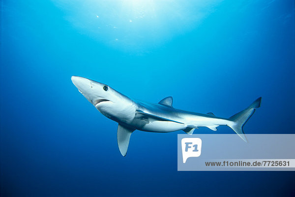 durchsichtig  transparent  transparente  transparentes  Wasser  blau  Kalifornien  Hai