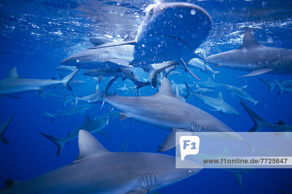 Marshall Islands  Bikini Atoll  School Of Many Gray Reef Sharks Below Surface (Carcharhinus Melanopteres) C2058