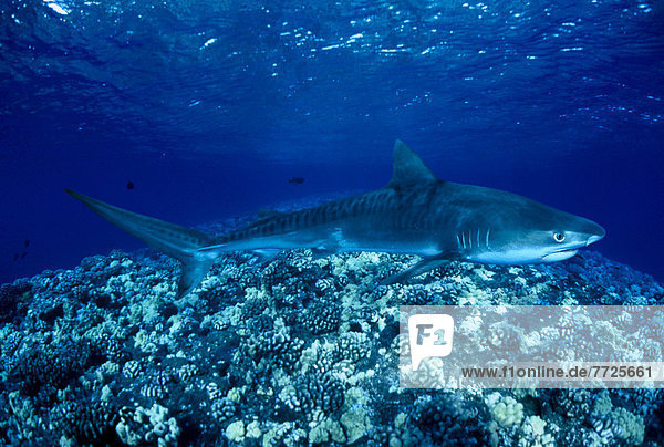 [Dc] Hawaii  Close-Up Of Tiger Shark (Galeocerdo Cuvier) Shallow Reef C2067