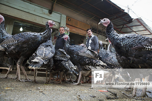 Turkeys In The Central Market Of Sulaymaniyah  Iraqi Kurdistan  Iraq