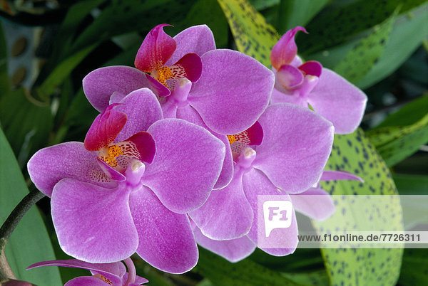 Farbaufnahme  Farbe  Bündel  Pflanze  Orchidee  Lavendel