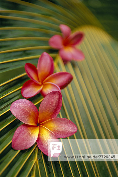 Fokus  Blume  Pflanzenblatt  Pflanzenblätter  Blatt  Close-up  close-ups  close up  close ups  pink  3  auswählen  Kokosnuss
