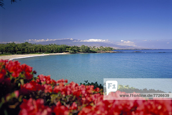 Hawaii  Big Island  Strand  Ruhe  Ozean  Fokus auf den Vordergrund  Fokus auf dem Vordergrund  Bougainvillea  Hawaii
