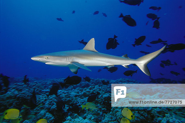Hawaii  Gray Reef Shark And Reef Fish (Carcharhinus Amblyrhynchos)  Pacific Ocean Tropical Fish D1989