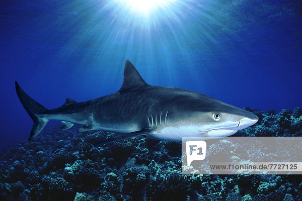 [Dc] Hawaii  Tiger Shark Over Reef  Sunburst (Galeocerdo Cuvier) D2005