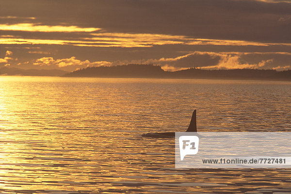 Schwertwal  Orcinus orca  Sonnenuntergang  Kanada  Vancouver Island  Wal