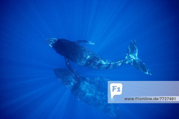 Hawaii  Two Humpback Whales (Megaptera Novaeangliae) Underwater With Sunrays  Overview  Clear Blue Ocean