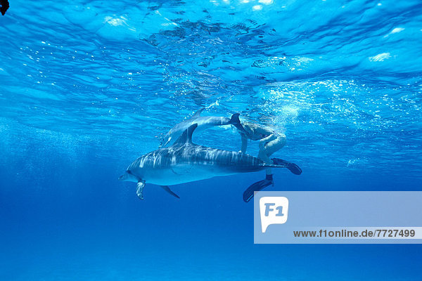 Caribbean  Bahamas  Pair Of Spotted Dolphins Near Surface  Snorkeler Behind  Clear Blue Ocean (Stenella Plagidon)