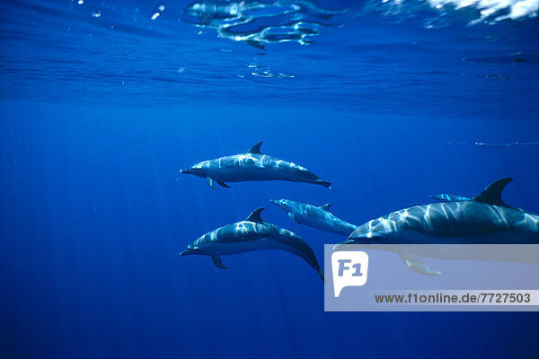 Hawaii  Spotted Dolphins Underwater Side View Near Surface With Reflections