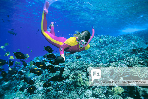 Tropisch  Tropen  subtropisch  Fisch  Pisces  Frau  über  seicht  füttern  schnorcheln  Hawaii  Riff  Schnorchler
