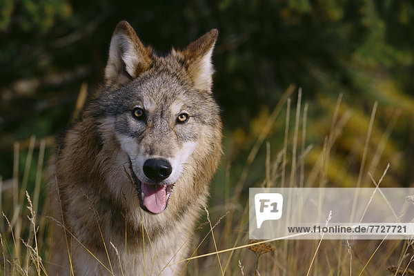 Grauwolf Canis lupus pambasileus