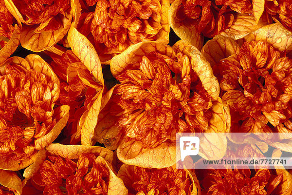 Many Orange And Red Lantern Ilima Flowers  Close-Up