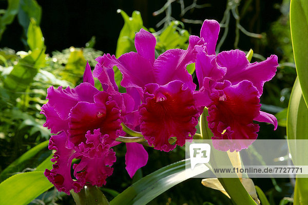 Many Cattalaya Orchids On Plant  Vibrant Purple With Darker Center