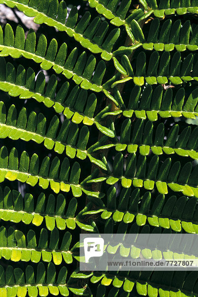 Hawaii  Close-Up Of An Ama'u Plant  Shades Of Green