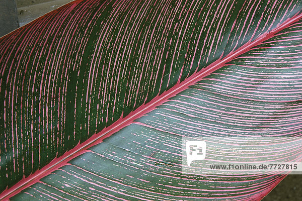 Pflanzenblatt  Pflanzenblätter  Blatt  Ansicht  Detail  Details  Ausschnitt  Ausschnitte  Helikonie