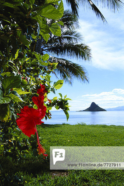 Palmenblatt  blauer Himmel  wolkenloser Himmel  wolkenlos  Hawaii  Oahu