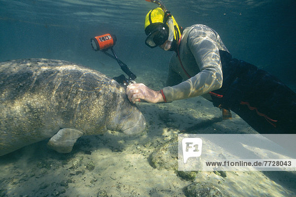 Seekuh  Unterwasseraufnahme  Fotograf  Westindische Inseln  Florida