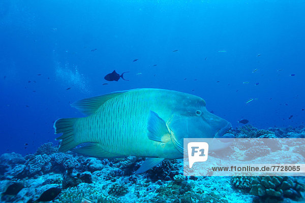 über schwimmen Palau Riff Lippfisch